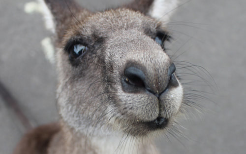 Kangaroo takes an Aussie Look